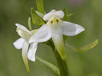 Platanthera montana